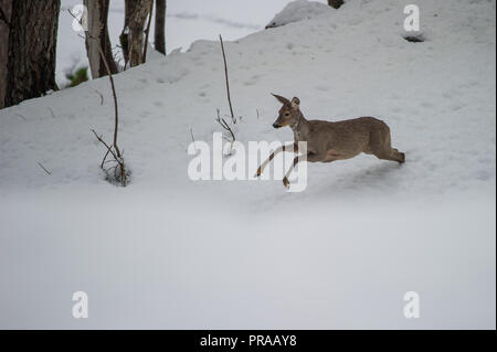 Cerf de Virginie qui court dans la neige Banque D'Images
