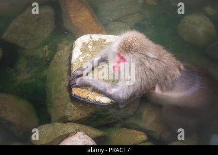 Un singe de la neige en vous relaxant dans le bain les ressorts. Banque D'Images