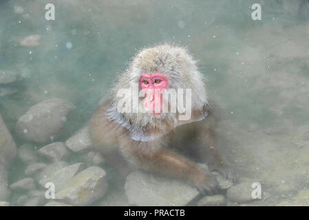 Snow monkey dans les sources chaudes. Banque D'Images