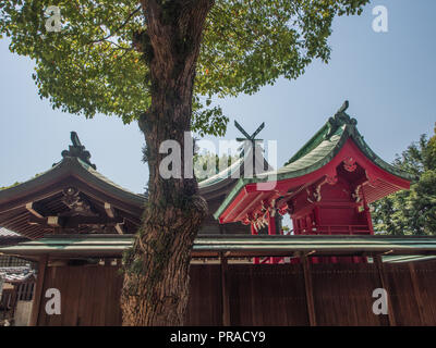 Culte les toitures et arbre sacré, Oyamazumi Jinja, Imabari, Ehime, Shikoku, Japon Banque D'Images