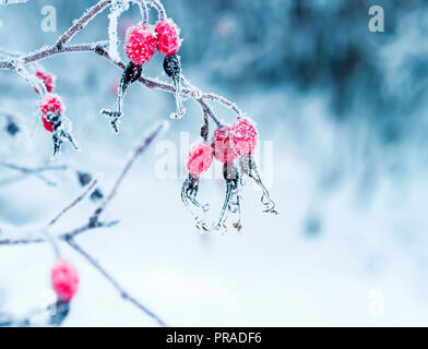 Belles baies de cynorhodon rouge juteux accroché dans le jardin d'hiver couvert de flocons blancs moelleux Banque D'Images