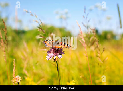 Beau papillon orange sur summer meadow assis sur fleurs lilas aux beaux jours Banque D'Images