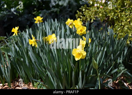 Vue d'un jaune jonquille (Narcissus) fleur au printemps. Close-up of blooming fleurs de printemps. Saison de floraison des jonquilles. Narcisse s'épanouissent dans la SPR Banque D'Images