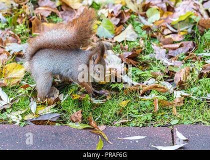 Écureuil rouge fluffy à chercher de la nourriture chez les feuilles jaunes à sec Banque D'Images