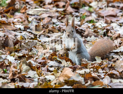 Curieux petit écureuil roux assis sur le sol en position de stationnement couvert de sécher les feuilles tombées. vue rapprochée Banque D'Images