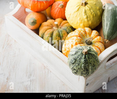 Assortiment de citrouilles et courges dans un plateau sur la table en bois blanc, background, selective focus Banque D'Images