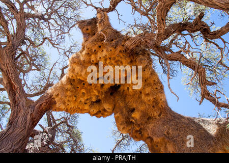 Giant Weaver nids d'oiseau dans l'arbre d'Afrique, la Namibie Banque D'Images