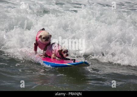 Huntington Beach, Californie, USA. 29 Septembre, 2018. 29 septembre 2018 - Surfez Gidget le Pug (à gauche) et le Prince Dudeman surf tandem au Surf City Surf Dog Comptetition à Huntington Beach, CA, USA Crédit : Kayte/Deioma Alamy Live News Banque D'Images