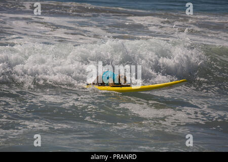 Huntington Beach, Californie, USA. 29 Septembre, 2018. 29 septembre 2018 - Prince Dudeman, administré par Ryan Thor, la mise dans un 1e place au Surf City Surf Dog Comptetition à Huntington Beach, CA, USA Crédit : Kayte/Deioma Alamy Live News Banque D'Images