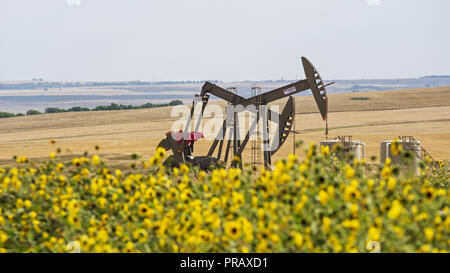 Williston, Dakota du Nord, USA. Sep 8, 2018. Oilfield chevalets de pompage de pétrole brut de la pompe, Williston, dans le Dakota du Nord. Credit : Bayne Stanley/ZUMA/Alamy Fil Live News Banque D'Images