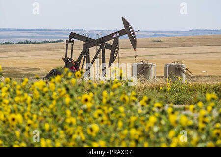 Williston, Dakota du Nord, USA. Sep 8, 2018. Oilfield chevalets de pompage de pétrole brut de la pompe, Williston, dans le Dakota du Nord. Credit : Bayne Stanley/ZUMA/Alamy Fil Live News Banque D'Images