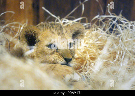 Pilsen, République tchèque. 28 Sep, 2018. Deux mois d'une rare cub femelle Barbary lion (Panthera leo leo), appelé Luisa, est vue dans le Zoo de Plzen, République tchèque, le 28 septembre 2018. Photo : CTK Miroslav Chaloupka/Photo/Alamy Live News Banque D'Images