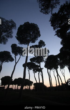 Rome, Italie. Sep 30, 2018. Les gens dans le parc de la Villa Doria Pamphili au coucher du soleil à Rome, Italie : Gari Crédit Wyn Williams/Alamy Live News Banque D'Images