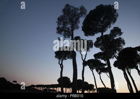 Rome, Italie. Sep 30, 2018. Les gens dans le parc de la Villa Doria Pamphili au coucher du soleil à Rome, Italie : Gari Crédit Wyn Williams/Alamy Live News Banque D'Images