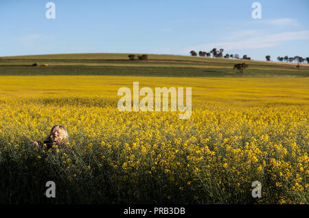 (181001) -- Nouvelle Galles du Sud, le 1er octobre 2018 (Xinhua) -- photos prises le mise. 30, 2018 montre la vue d'un champ de canola en Cowra Town, New South Wales, Australie. (Xinhua/Bai Xuefei)(HR) Banque D'Images