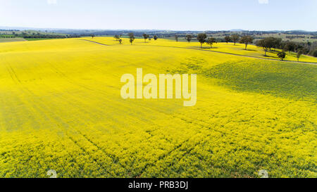 (181001) -- Nouvelle Galles du Sud, le 1er octobre 2018 (Xinhua) -- photos prises le mise. 30, 2018 montre la vue d'un champ de canola en Cowra Town, New South Wales, Australie. (Xinhua/Bai Xuefei)(HR) Banque D'Images