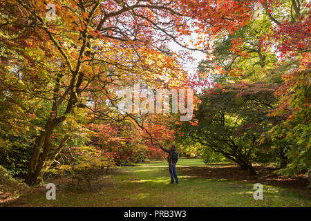 Westonbirt, Gloucestershire. 1 octobre 2018. Météo Royaume-uni spectaculaire:couleurs d'automne commencent à apparaître à l'Westonbirt Arboretum. En particulier, l'Organisation mondiale de la clairière célèbre acer brille dans la lumière du soleil comme un arc-en-ciel de tons de chaque faisceau sur la feuille d'érables du Japon. L'automne semble commencer tôt cette année et il est predicited d'être l'une des meilleures à ce jour en raison de l'été long et chaud, les visiteurs des numéros à la national arboretum devraient augmenter à cette époque de l'année. Credit : Wayne Farrell/Alamy Live News Banque D'Images
