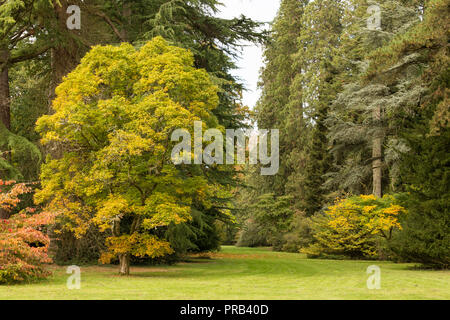 Westonbirt, Gloucestershire. 1 octobre 2018. Météo Royaume-uni spectaculaire:couleurs d'automne commencent à apparaître à l'Westonbirt Arboretum. En particulier, l'Organisation mondiale de la clairière célèbre acer brille dans la lumière du soleil comme un arc-en-ciel de tons de chaque faisceau sur la feuille d'érables du Japon. L'automne semble commencer tôt cette année et il est predicited d'être l'une des meilleures à ce jour en raison de l'été long et chaud, les visiteurs des numéros à la national arboretum devraient augmenter à cette époque de l'année. Credit : Wayne Farrell/Alamy Live News Banque D'Images