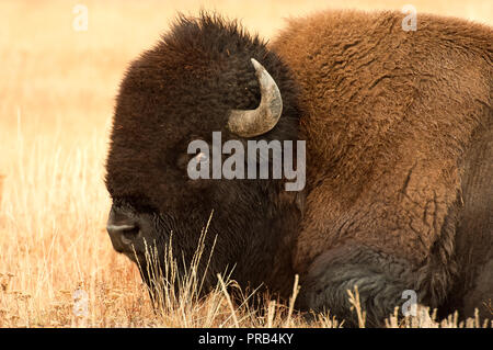 Portrait d'un Bison d'Amérique, se reposant dans les environs de Old Faithful Geyser Banque D'Images