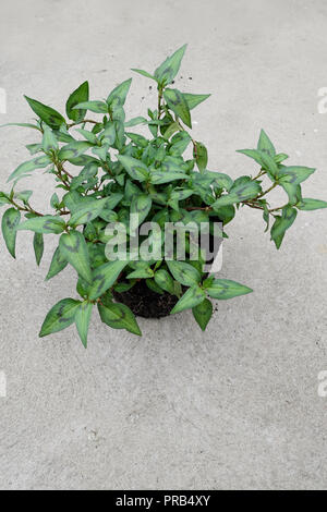 Menthe vietnamienne, Persicaria odorata poussant dans un pot isolé Banque D'Images