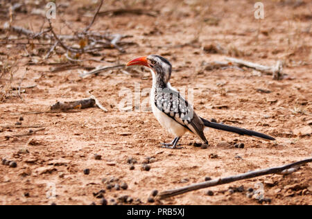 Hornbill oiseaux sur le sable sur le sol, le Botswana, l'Afrique. Banque D'Images