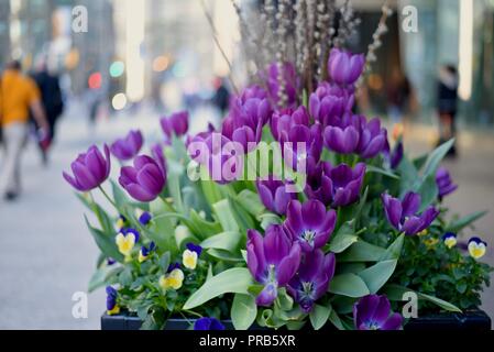 Tulipes violet en pleine floraison dans la ville Banque D'Images