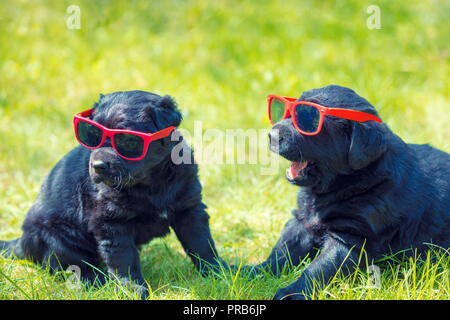 Deux drôles labrador retriever puppies portant des lunettes de soleil assis sur l'herbe Banque D'Images