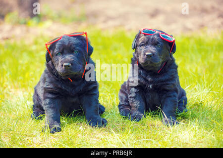 Deux drôles labrador retriever puppies portant des lunettes de soleil assis sur l'herbe Banque D'Images