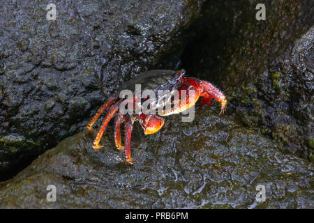 Une racine de mangrove (crabe Goniopsis cruentata) assis sur un rocher le long du Riverwalk à Flagler Park dans le centre-ville de Stuart, Florida, USA Banque D'Images