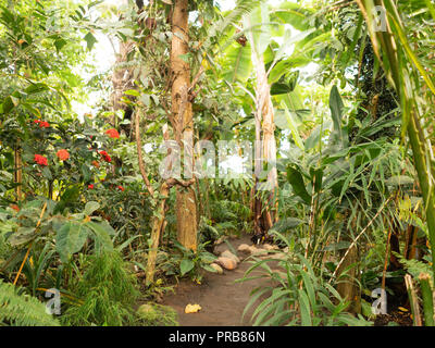 Conservatoire des serres tropicales dans le Jardin botanique de l'Université d'Aarhus, Danemark. La conception durable, de nouveaux matériaux et d'ordinateur Banque D'Images