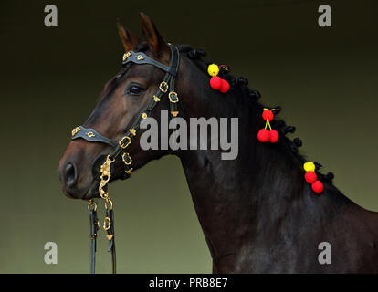 Cheval andalou dans stable sombre Banque D'Images