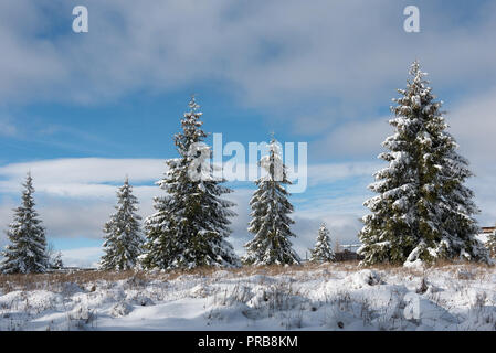 Conte de paysage d'hiver avec la neige a couvert des arbres de Noël Banque D'Images