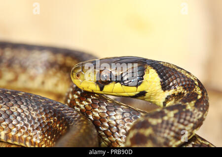 Belle aesculapian snake pour mineurs ( Zamenis longissimus ) Banque D'Images