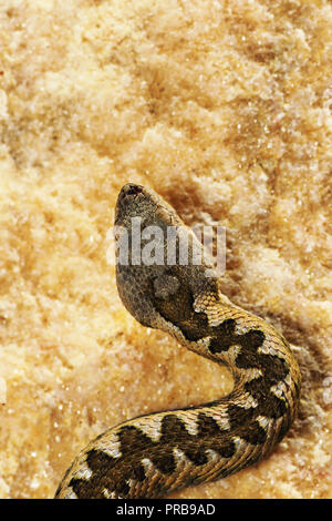 Détail de Vipera ammodytes dans habitat naturel ( vipère à cornes nez ) Banque D'Images