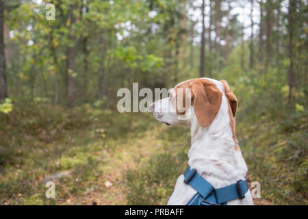 Un portrait de l'arrière d'un chien à la recherche d'une forêt scandinave. Banque D'Images