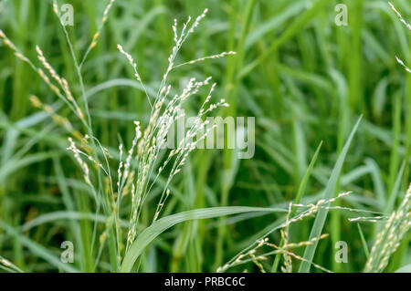 L'herbe vert vif lumineux close-up. Fond d'herbe verte, printemps, sunny meadow. L'herbe verte à la lumière du soleil avec de beaux arrière-plan flou. Banque D'Images