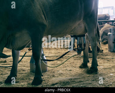 La vache à traire et l'installation de l'équipement de traite mécanisée Banque D'Images