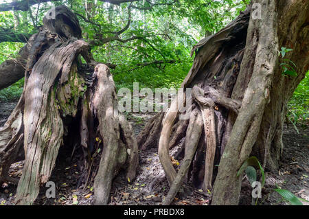 La racine de l'arbre dans la forêt. Grand vieux tronc d'arbre. Banque D'Images