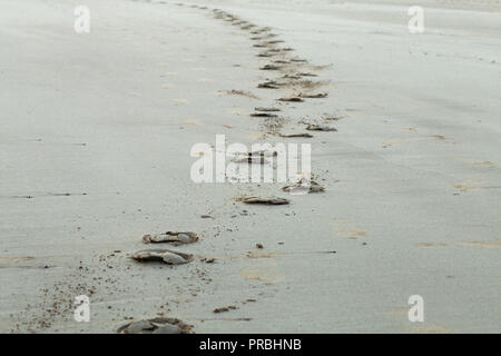 Empreintes de sabots de chevaux sur le sable humide de la plage lisse à Pembrokeshire, Pays de Galles, Royaume-Uni Banque D'Images