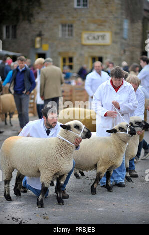 Juste des moutons Masham Yorkshire Angleterre UK Banque D'Images