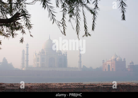 Le majestueux Taj Mahal, merveille du monde et la fierté de l'Inde en hiver doux matin lumière chaude et encadré par des branches d'arbre à Mehtab Baug partout il Banque D'Images