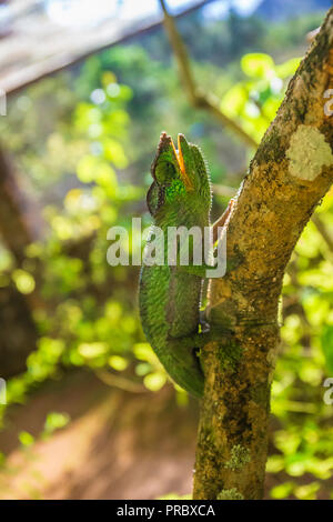 Grand livre Vert caméléon malgache le bâillement Banque D'Images