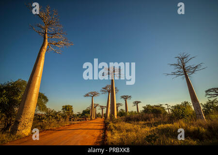 Section d'une route de terre entre Morondava et Belon'i dans la région de Menabe Tsiribihina avec des arbres baobabs Banque D'Images