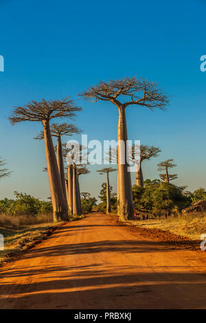 Section d'une route de terre entre Morondava et Belon'i dans la région de Menabe Tsiribihina avec des arbres baobabs Banque D'Images