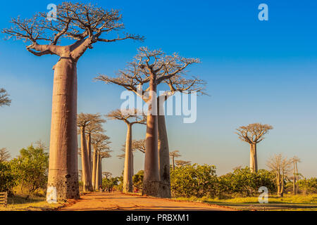 Section d'une route de terre entre Morondava et Belon'i dans la région de Menabe Tsiribihina avec des arbres baobabs Banque D'Images