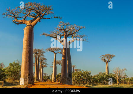 Section d'une route de terre entre Morondava et Belon'i dans la région de Menabe Tsiribihina avec des arbres baobabs Banque D'Images