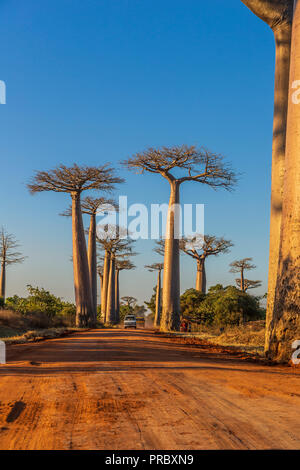 Section d'une route de terre entre Morondava et Belon'i dans la région de Menabe Tsiribihina avec des arbres baobabs Banque D'Images