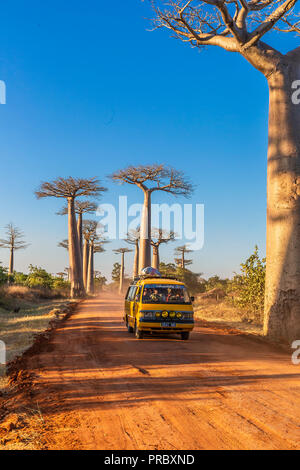 Section d'une route de terre entre Morondava et Belon'i dans la région de Menabe Tsiribihina avec des arbres baobabs Banque D'Images