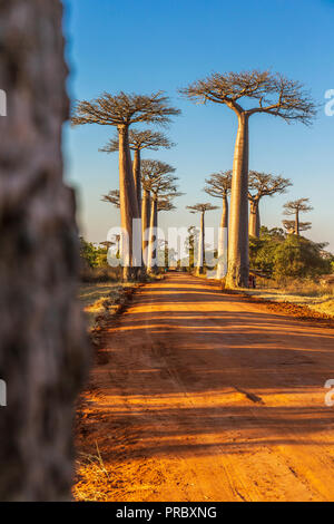 Section d'une route de terre entre Morondava et Belon'i dans la région de Menabe Tsiribihina avec des arbres baobabs Banque D'Images