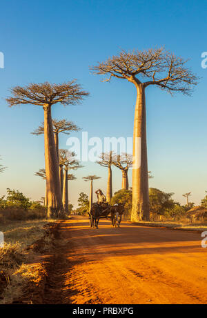 Section d'une route de terre entre Morondava et Belon'i dans la région de Menabe Tsiribihina avec des arbres baobabs Banque D'Images